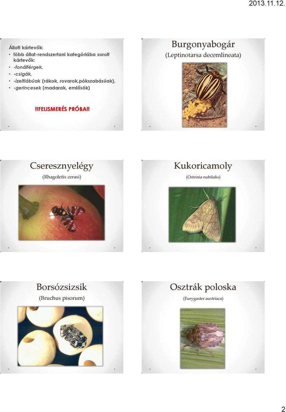 Tematika Növényvédelmi állattan témája: kártevő fogalma, kártétel fogalma.  Tematika - PDF Ingyenes letöltés