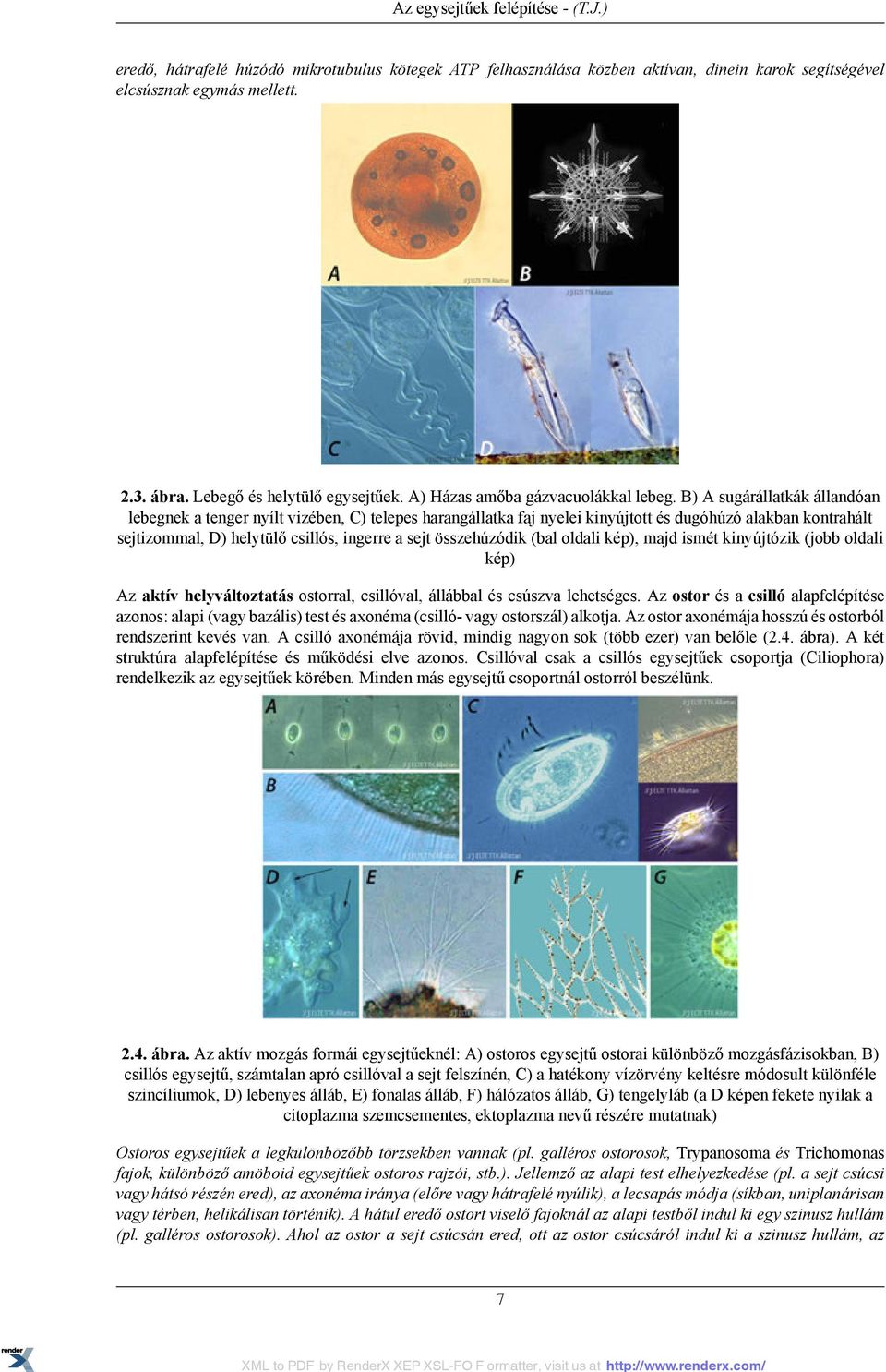 B) A sugárállatkák állandóan lebegnek a tenger nyílt vizében, C) telepes harangállatka faj nyelei kinyújtott és dugóhúzó alakban kontrahált sejtizommal, D) helytülő csillós, ingerre a sejt