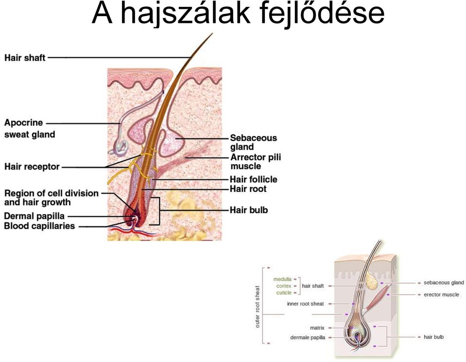 fejlődése