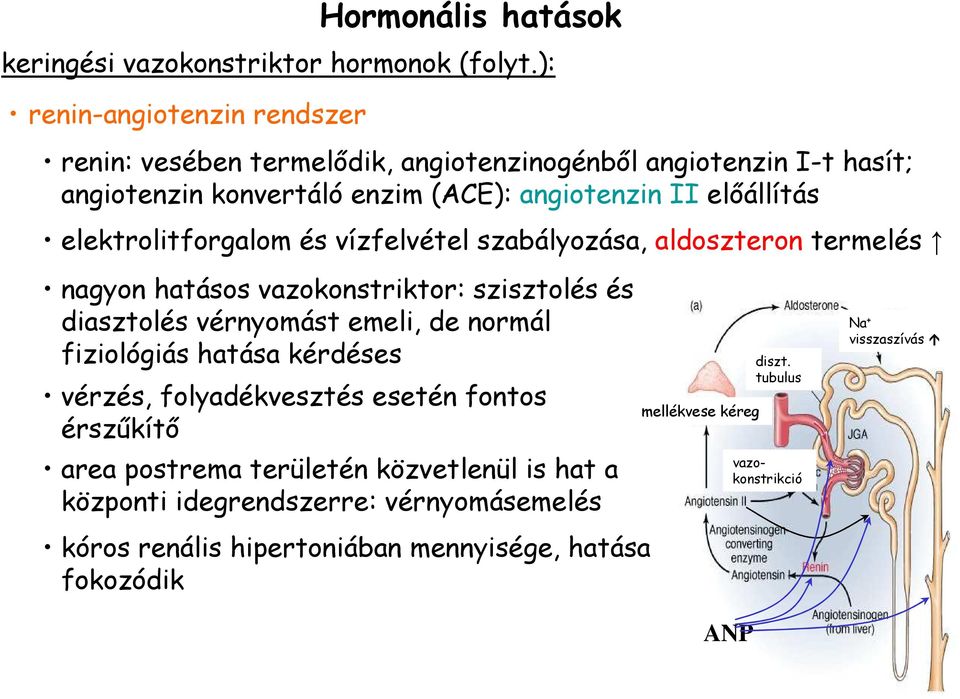 vízfelvétel szabályozása, aldoszteron termelés nagyon hatásos vazokonstriktor: szisztolés és diasztolés vérnyomást emeli, de normál fiziológiás hatása kérdéses