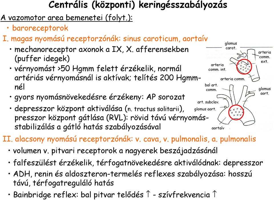 alacsony nyomású receptorzónák: v. cava, v. pulmonalis, a. pulmonalis volumen v.