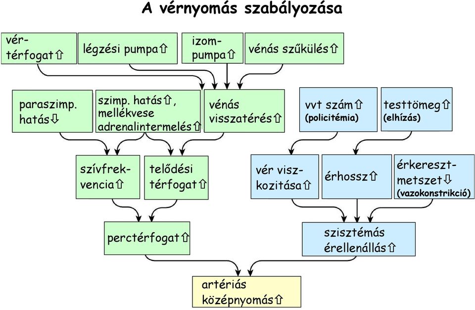 hatás, mellékvese adrenalintermelés vénás visszatérés vvt szám (policitémia) testtömeg