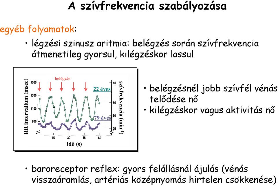 szívfrekvencia (min -1 ) belégzésnél jobb szívfél vénás telıdése nı kilégzéskor vagus aktivitás nı