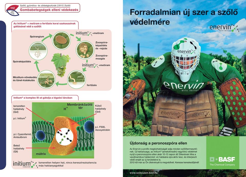 gátolja a légzési láncban Membránközötti tér H Ismeretlen hatáshely (Qxl) Külső hatáshely (Qol) p.l. Initium p.l. F5, Azoxystrobin p.