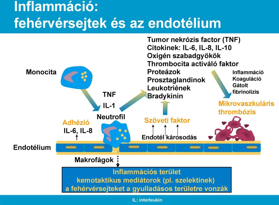 Prosztaglandinok Gátolt Leukotriének fibrinolízis Bradykinin Mikrovaszkuláris thrombózis Szöveti faktor Endotél károsodás