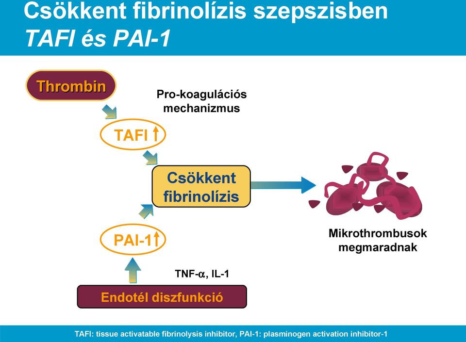 Mikrothrombusok megmaradnak PAI-1 TNF-α, IL-1 Endotél diszfunkció