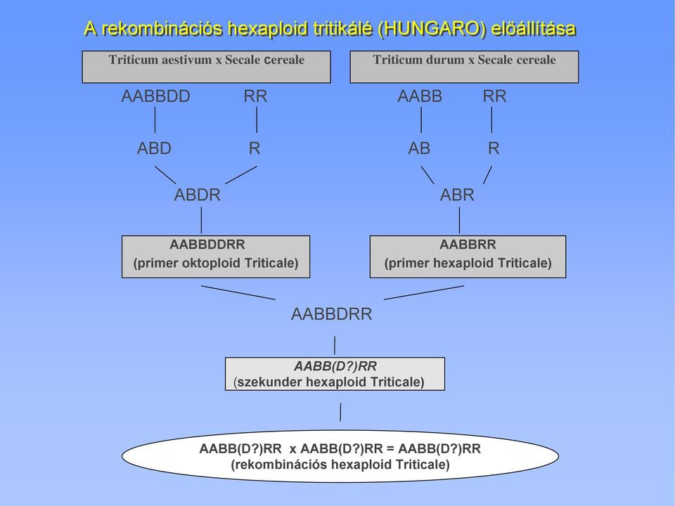 (primer oktoploid Triticale) AABBRR (primer hexaploid Triticale) AABBDRR AABB(D?