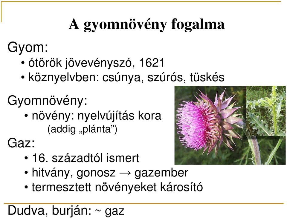 nyelvújítás kora (addig plánta ) Gaz: 16.