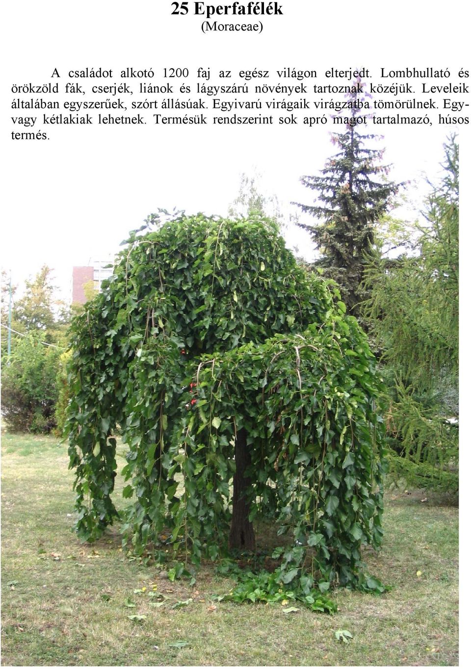 Leveleik általában egyszerűek, szórt állásúak.