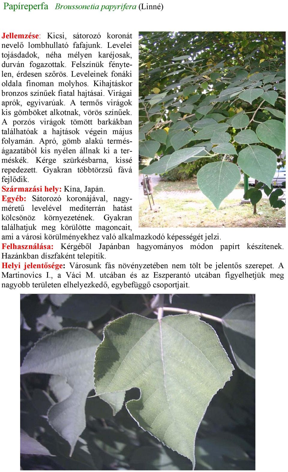 A termős virágok kis gömböket alkotnak, vörös színűek. A porzós virágok tömött barkákban találhatóak a hajtások végein május folyamán.
