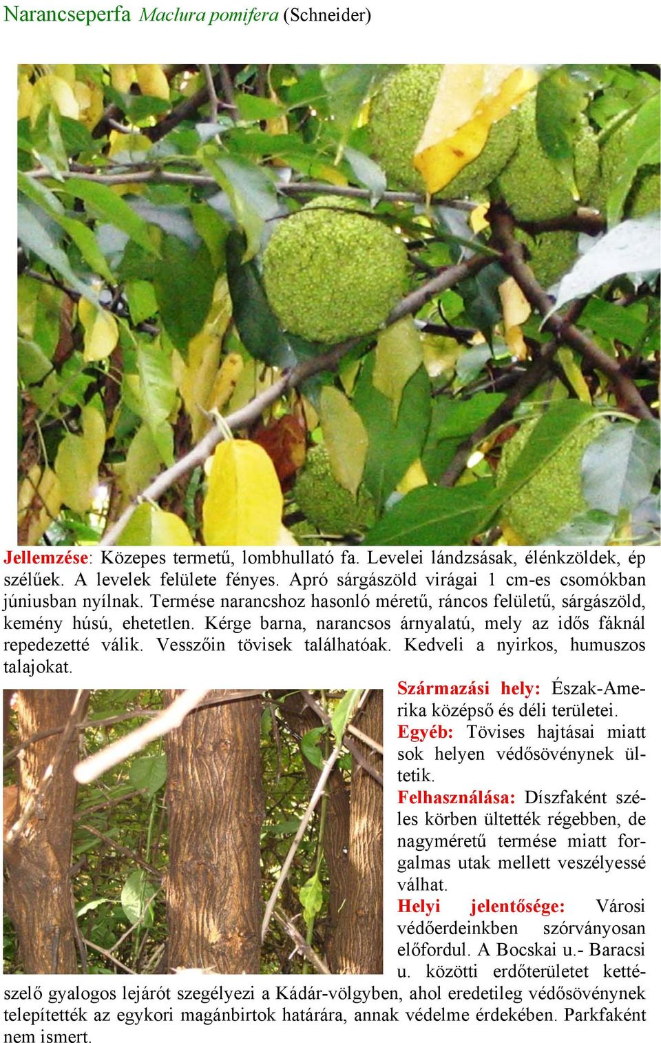 Kérge barna, narancsos árnyalatú, mely az idős fáknál repedezetté válik. Vesszőin tövisek találhatóak. Kedveli a nyirkos, humuszos talajokat. Származási hely: Észak-Amerika középső és déli területei.