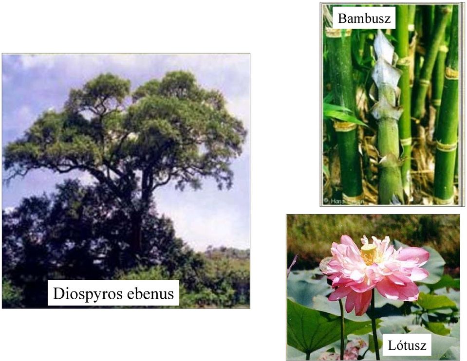 ebenus