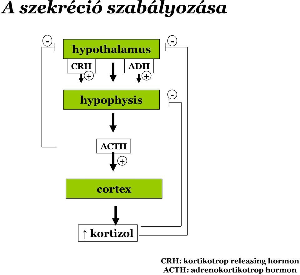 - ACTH + cortex kortizol CRH: