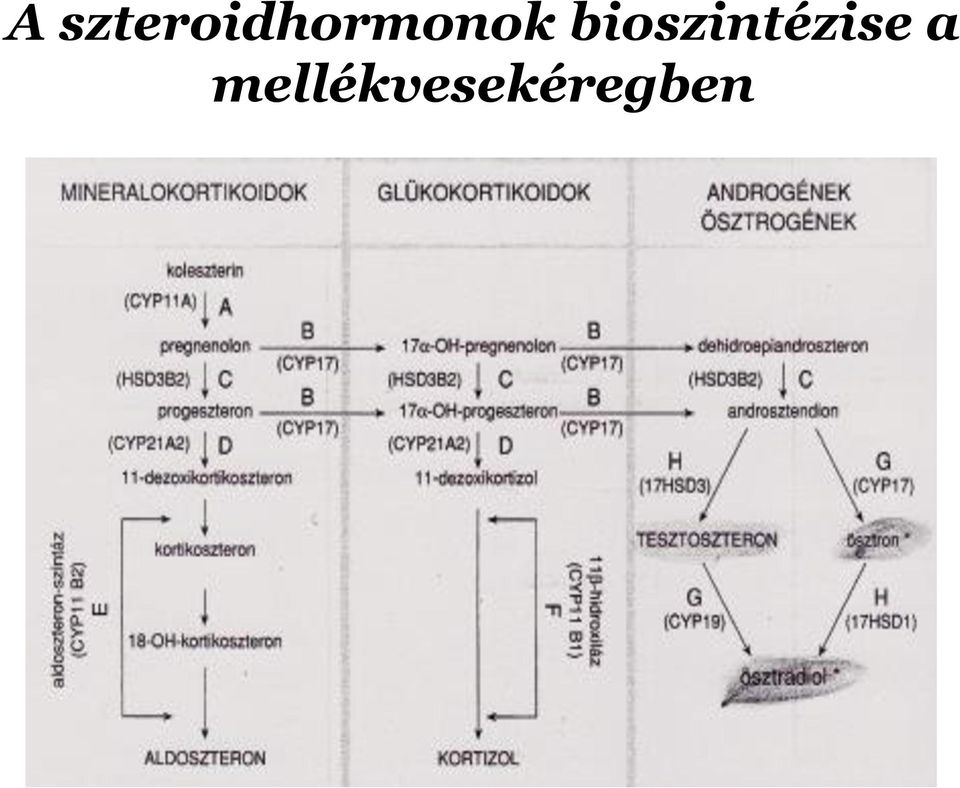 A mellékvesekéreg hormonjai. Debreceni Egyetem, Általános Orvostudományi  Kar, Élettani Intézet - PDF Free Download