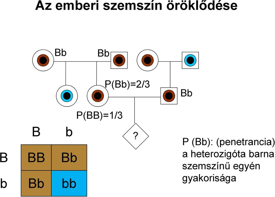 P(BB)=1/3?