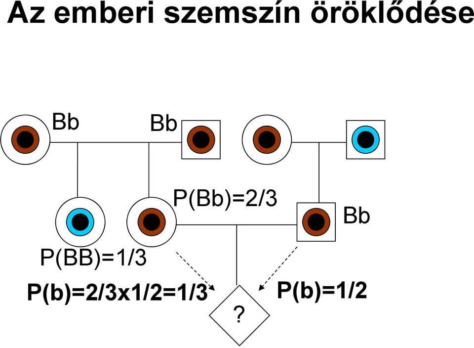 P(Bb)=2/3 Bb