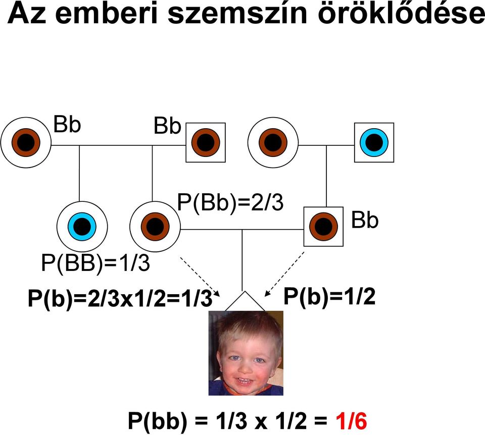 Bb P(BB)=1/3