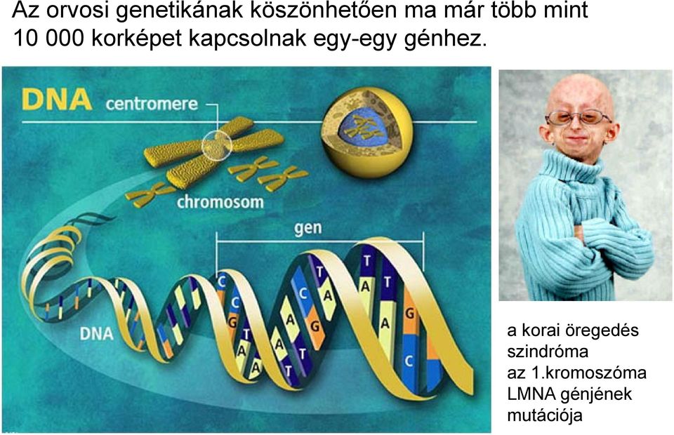 egy-egy génhez.