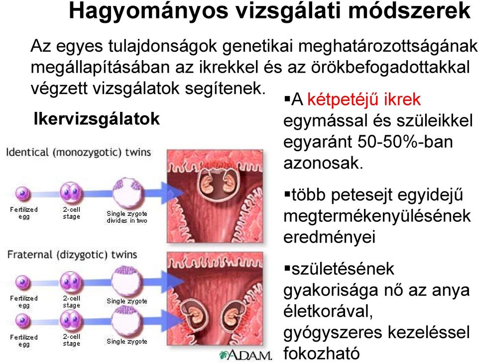 szüleikkel és más testvéreikkel 50% egyetlen zigóta első három osztódása során az egyes sejtek elkülönülésével keletkeznek A kétpetéjű ikrek