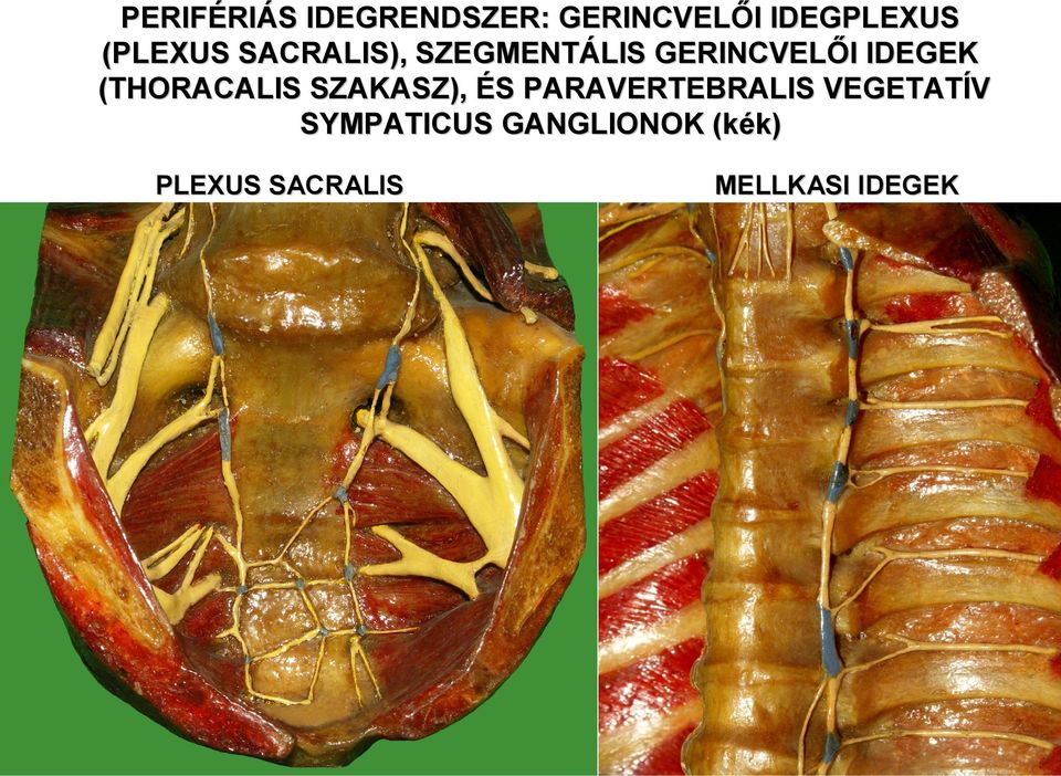 (THORACALIS SZAKASZ), ÉS S PARAVERTEBRALIS VEGETATÍV