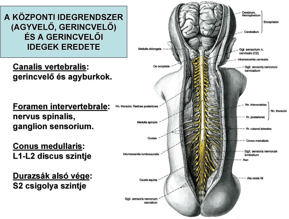 Foramen intervertebrale: nervus spinalis, ganglion sensorium.