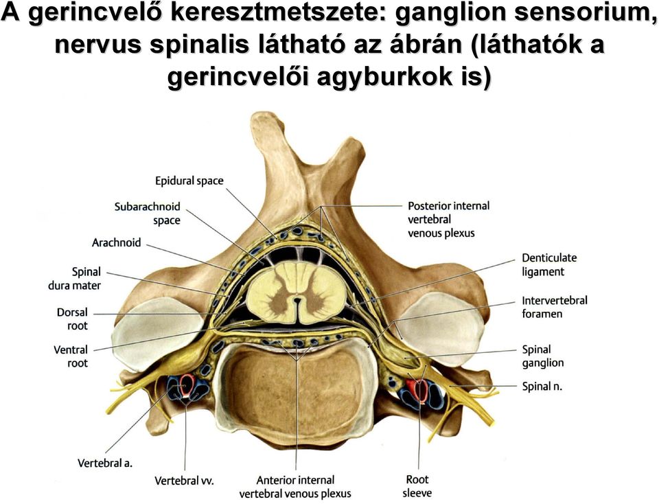 spinalis láthatl tható az ábrán n