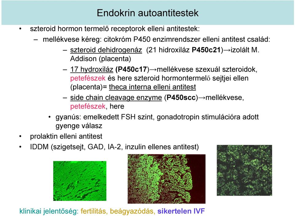 Addison (placenta) 17 hydroxiláz (P450c17) mellékvese szexuál szteroidok, petefészek és here szteroid hormontermelő sejtjei ellen (placenta)= theca interna elleni