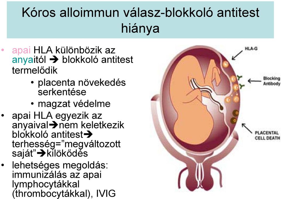 egyezik az anyaival nem keletkezik blokkoló antitest terhesség= megváltozott saját