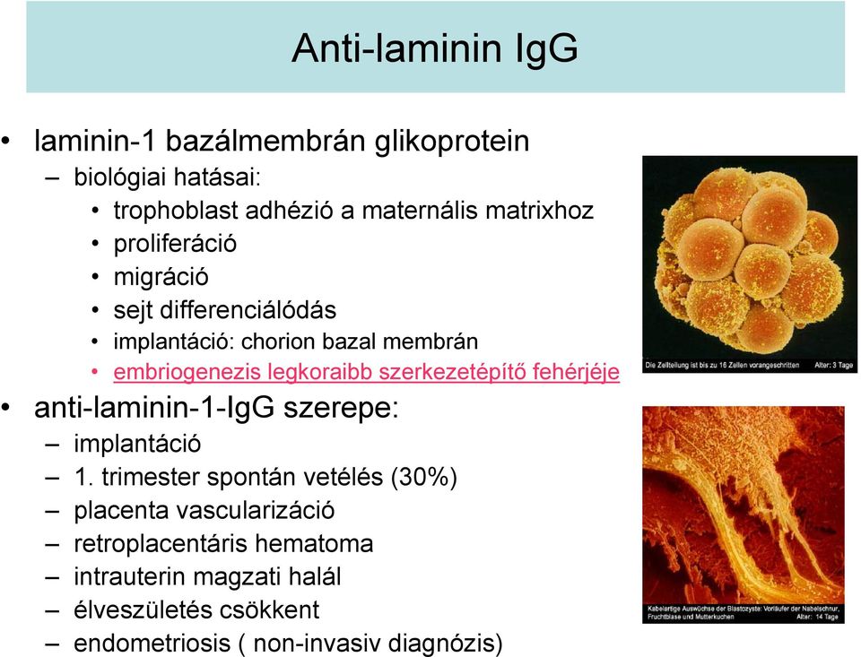 szerkezetépítő fehérjéje anti-laminin-1-igg szerepe: implantáció 1.