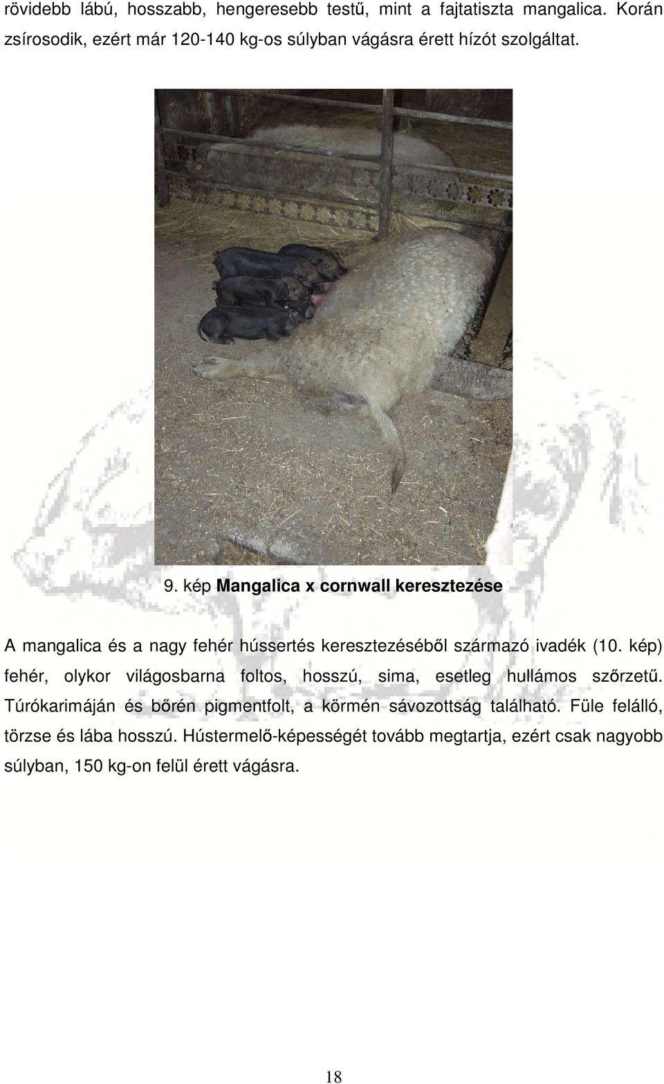 kép Mangalica x cornwall keresztezése A mangalica és a nagy fehér hússertés keresztezéséből származó ivadék (10.