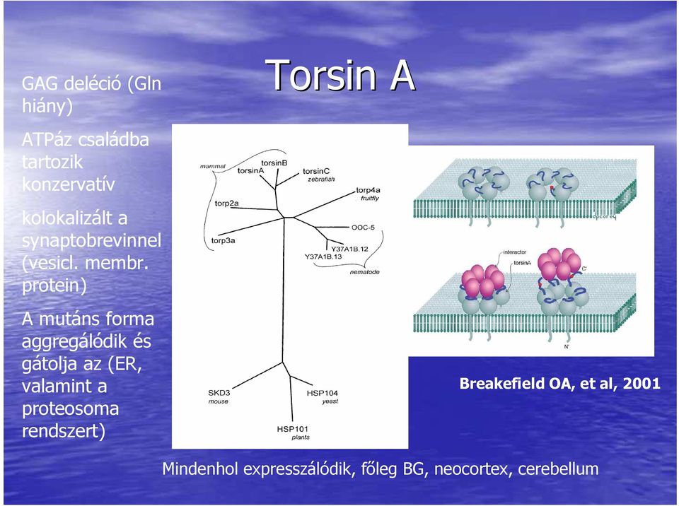 protein) A mutáns forma aggregálódik és gátolja az (ER, valamint a