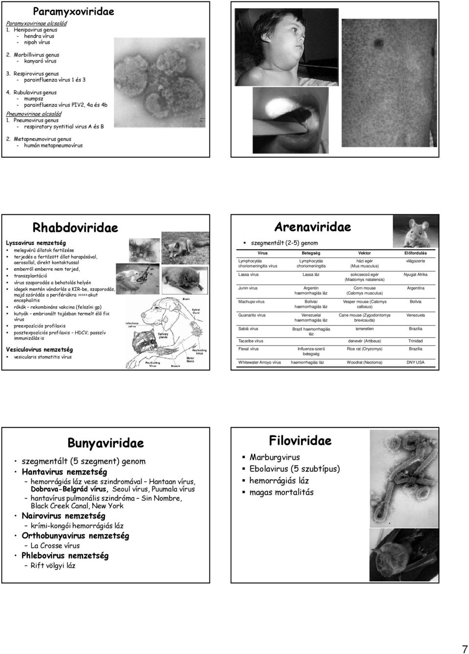Metapneumovirus genus - humán metapneumovírus Rhabdoviridae Lyssavirus nemzetség melegvérű állatok fertőzése terjedés a fertőzött állat harapásával, aerosollal, direkt kontaktussal emberről emberre