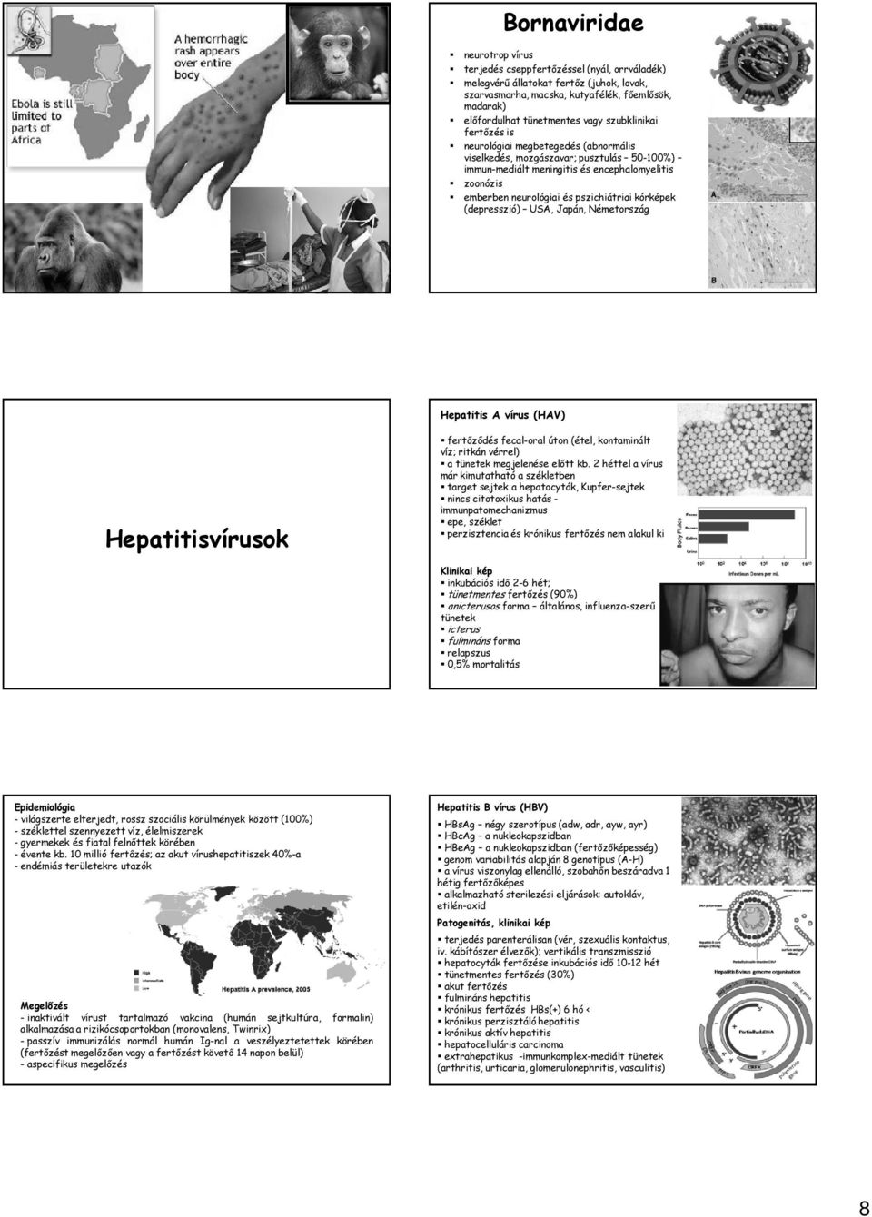 kórképek (depresszió) USA, Japán, Németország Hepatitis A vírus (HAV) Hepatitisvírusok fertőződés fecal-oral úton (étel, kontaminált víz; ritkán vérrel) a tünetek megjelenése előtt kb.