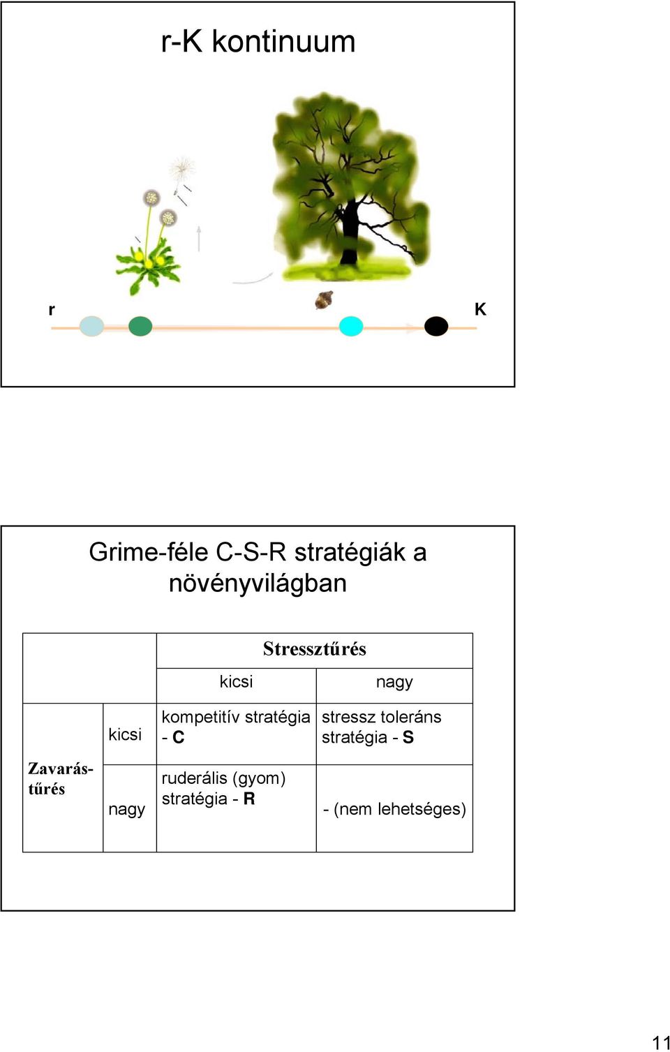 kompetitív stratégia - C stressz toleráns stratégia -