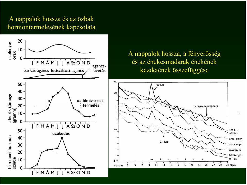 nappalok hossza, a fényerősség és az