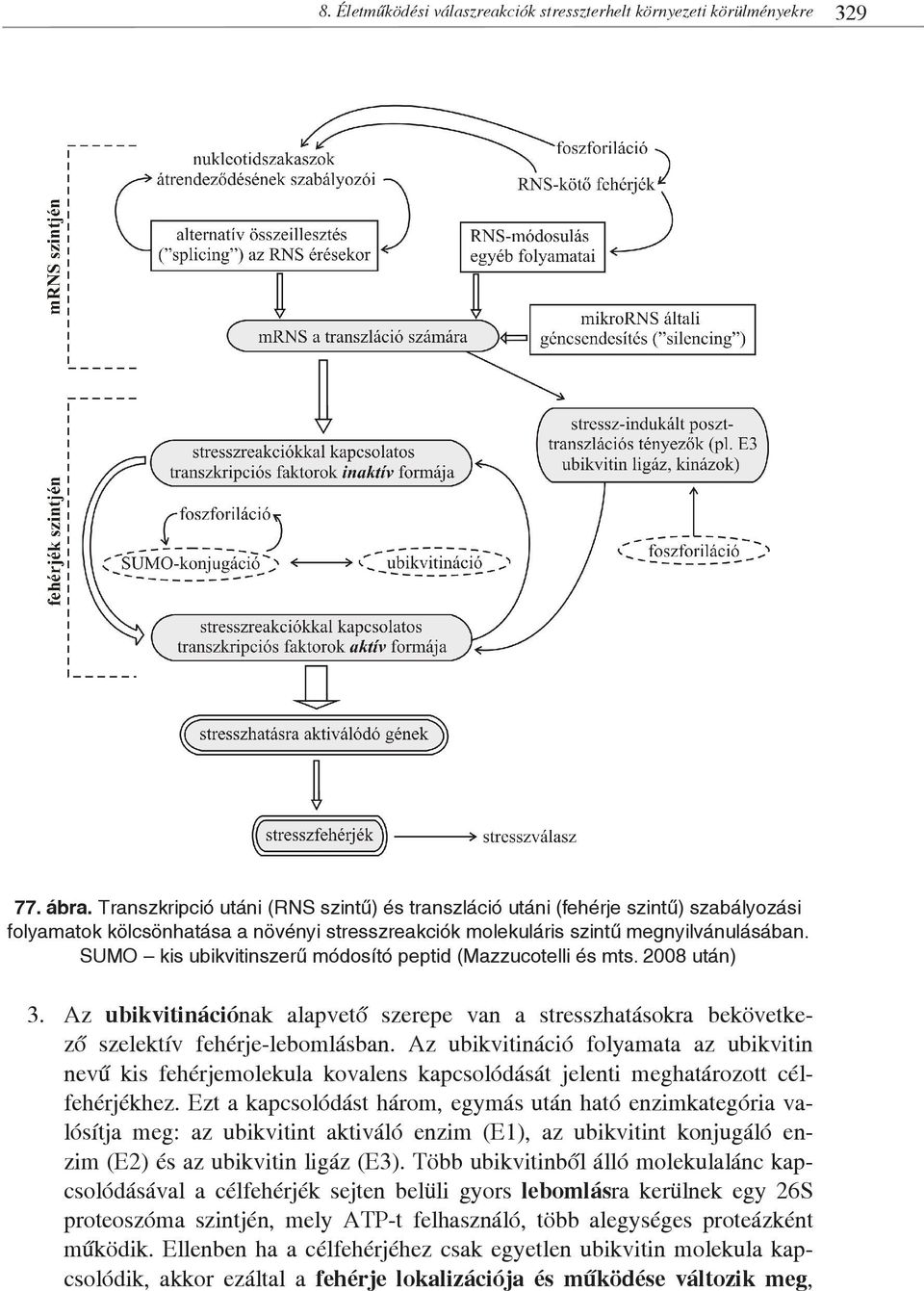 SUMO kis ubikvitinszerű módosító peptid (Mazzucotelli és mts. 2008 után) 3. Az ubikvitinációnak alapvető szerepe van a stresszhatásokra bekövetkező szelektív fehérje-lebomlásban.