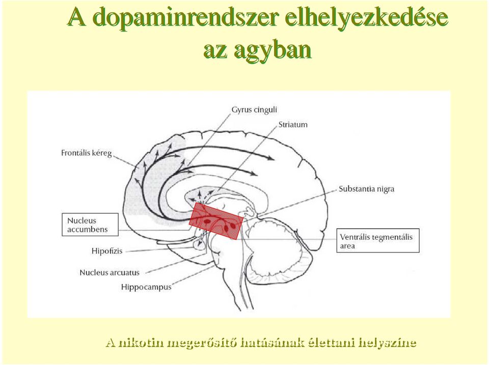 agyban A nikotin