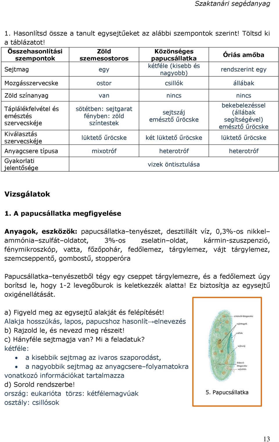 nincs nincs Táplálékfelvétel és emésztés szervecskéje Kiválasztás szervecskéje sötétben: sejtgarat fényben: zöld színtestek sejtszáj emésztő űröcske bekebelezéssel (állábak segítségével) emésztő