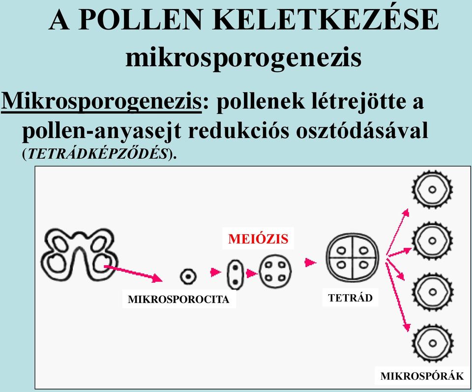 pollen-anyasejt redukciós osztódásával