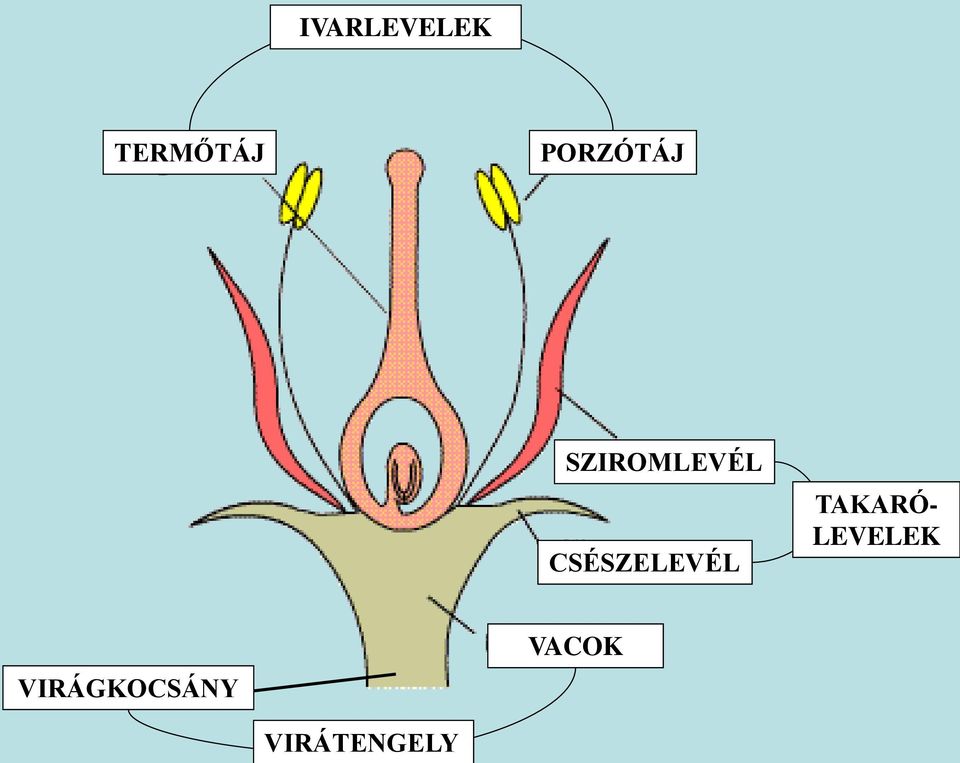 CSÉSZELEVÉL TAKARÓ-