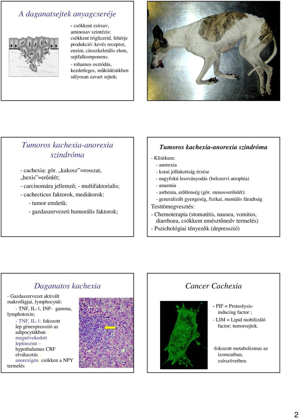 kakosz =rosszat, hexis =erınlét; - carcinomára jellemzı; - multifaktorialis; - cachecticus faktorok, mediátorok: - tumor eredető; - gazdaszervezeti humorális faktorok; Tumoros kachexia-anorexia
