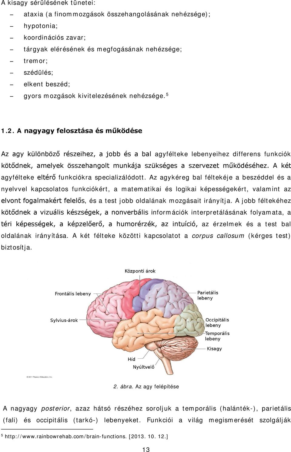 A nagyagy felosztása és működése Az agy különböző részeihez, a jobb és a bal agyfélteke lebenyeihez differens funkciók kötődnek, amelyek összehangolt munkája szükséges a szervezet működéséhez.