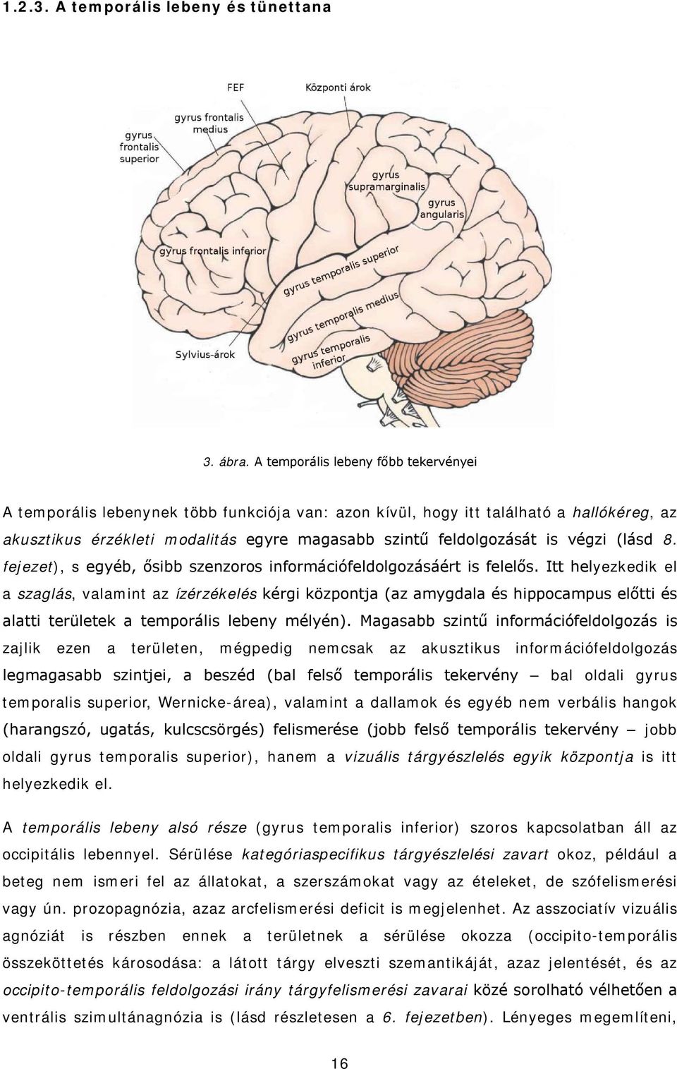 végzi (lásd 8. fejezet), s egyéb, ősibb szenzoros információfeldolgozásáért is felelős.