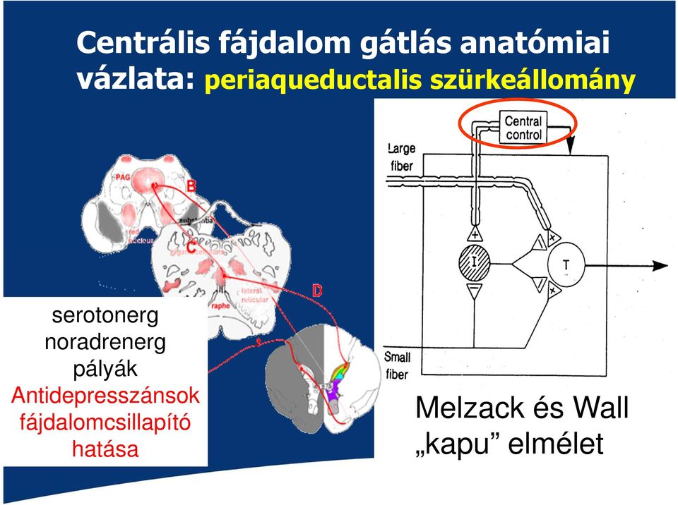 noradrenerg pályák Antidepresszánsok
