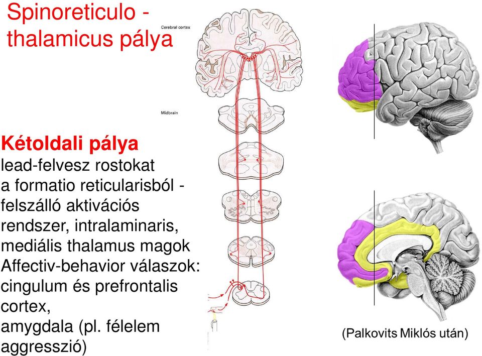 rendszer, intralaminaris, mediális thalamus magok
