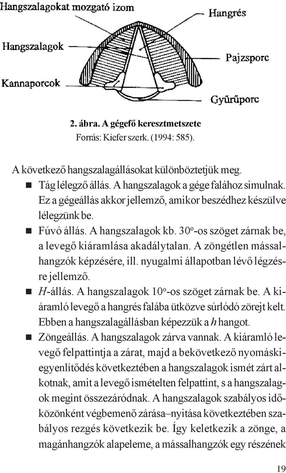 A zöngétlen mássalhangzók képzésére, ill. nyugalmi állapotban lévő légzésre jellemző. H-állás. A hangszalagok 10 o -os szöget zárnak be. A kiáramló levegő a hangrés falába ütközve súrlódó zörejt kelt.