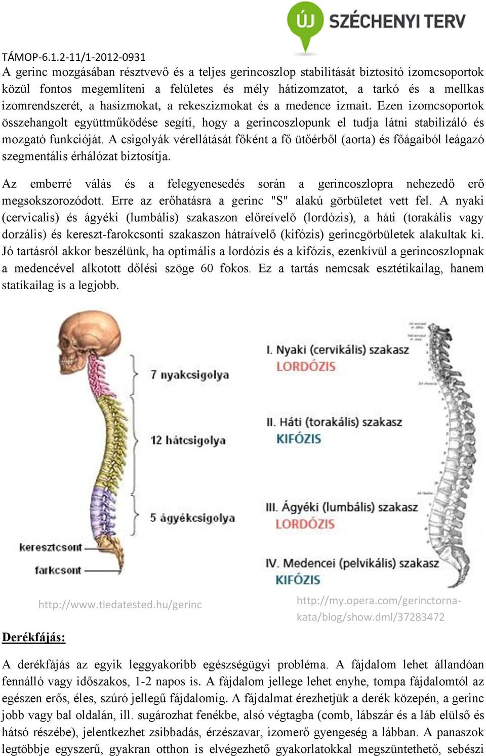 A csigolyák vérellátását főként a fő ütőérből (aorta) és főágaiból leágazó szegmentális érhálózat biztosítja.