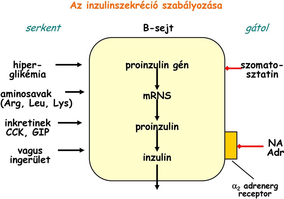 aminosavak (Arg, Leu, Lys) inkretinek CCK, GIP vagus