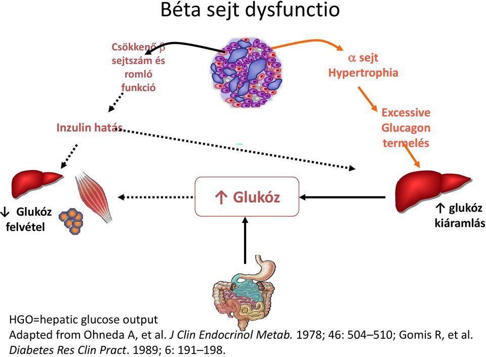 kiáramlás HGO=hepatic glucose output Adapted from Ohneda A, et al.