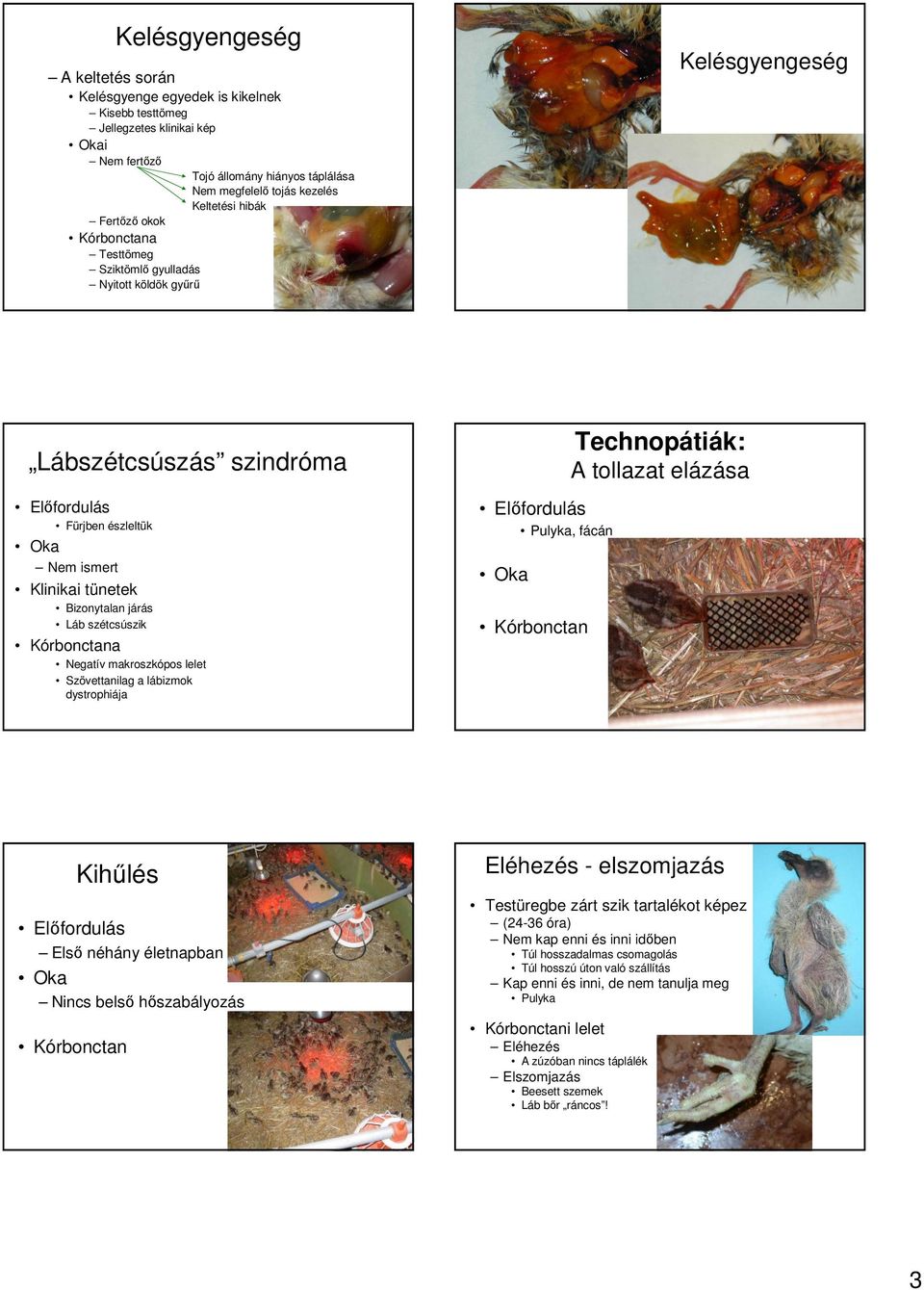 makroszkópos lelet Szövettanilag a lábizmok dystrophiája Pulyka, fácán Technopátiák: A tollazat elázása Kihőlés Elsı néhány életnapban Nincs belsı hıszabályozás Eléhezés - elszomjazás Testüregbe zárt